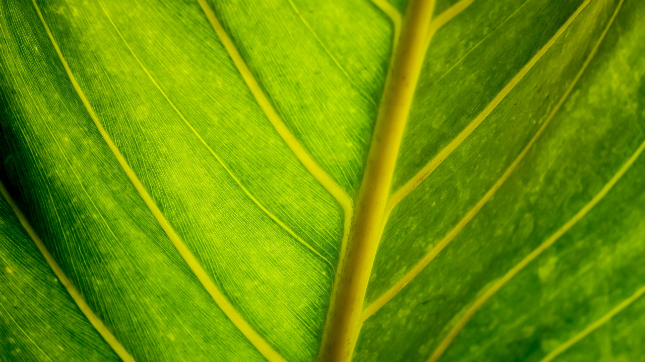 grønt blad gjennomlyst av solskinn