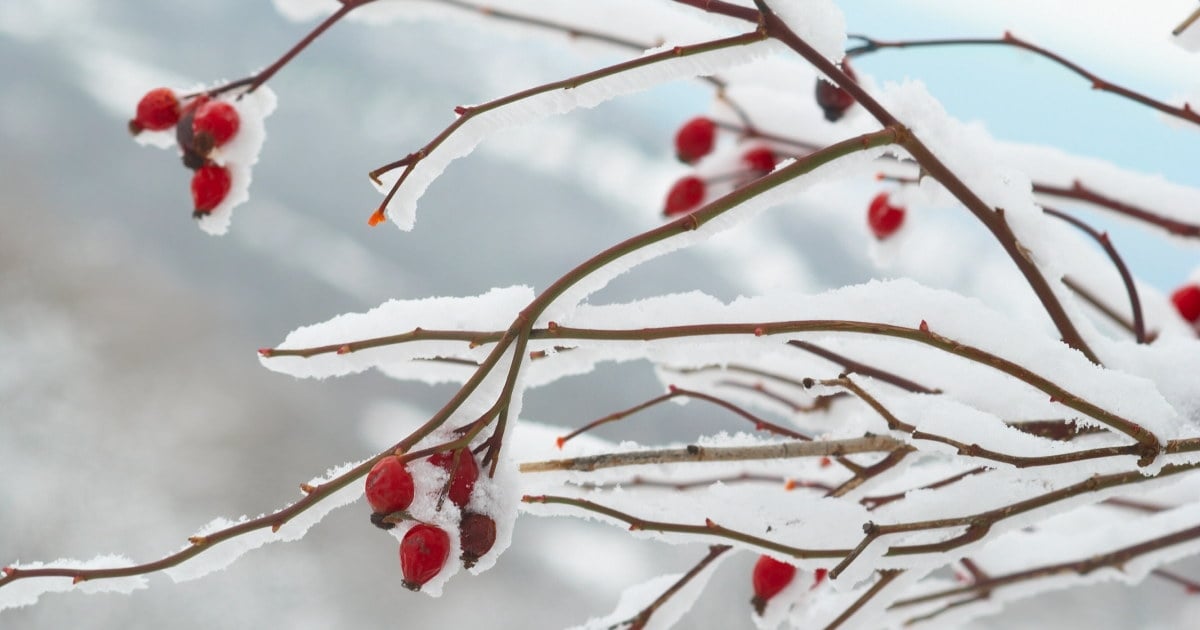 julemotiv, nyper på kvist med snø på
