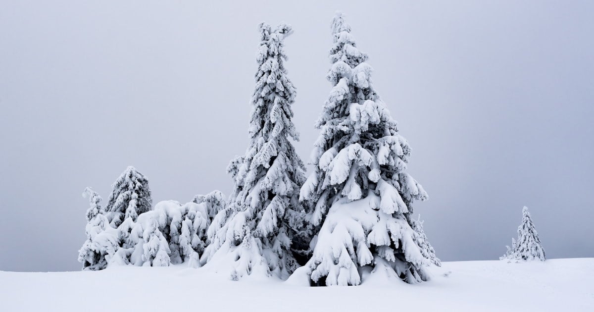 snødekt gran