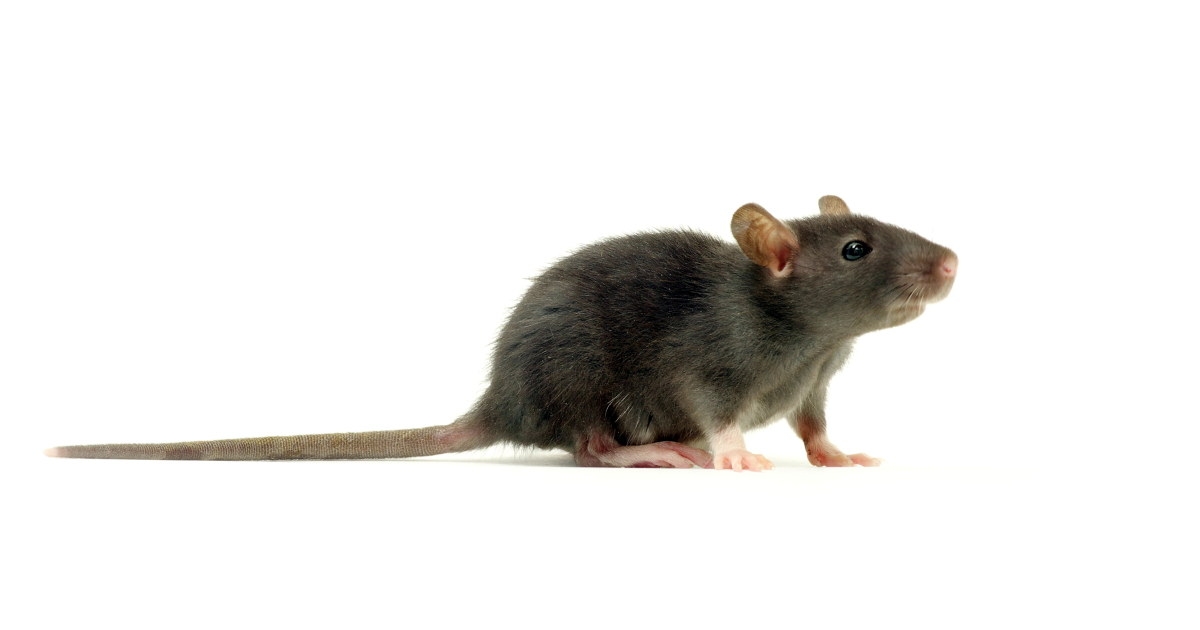 rotte